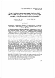 Küçük Resim